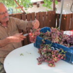 Preparing verigo grapes for the market