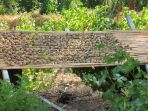 Sun-drying figs on bamboo reed mats